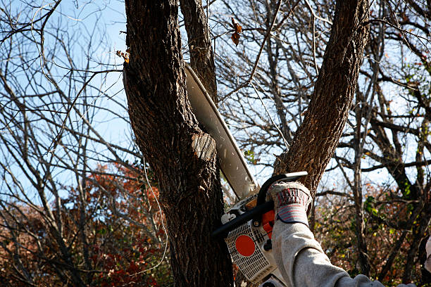 Best Stump Grinding and Removal  in USA