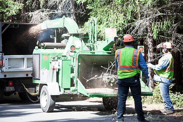 Best Hazardous Tree Removal  in USA